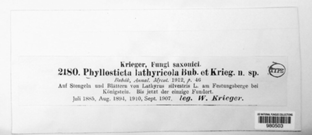Phyllosticta lathyricola image